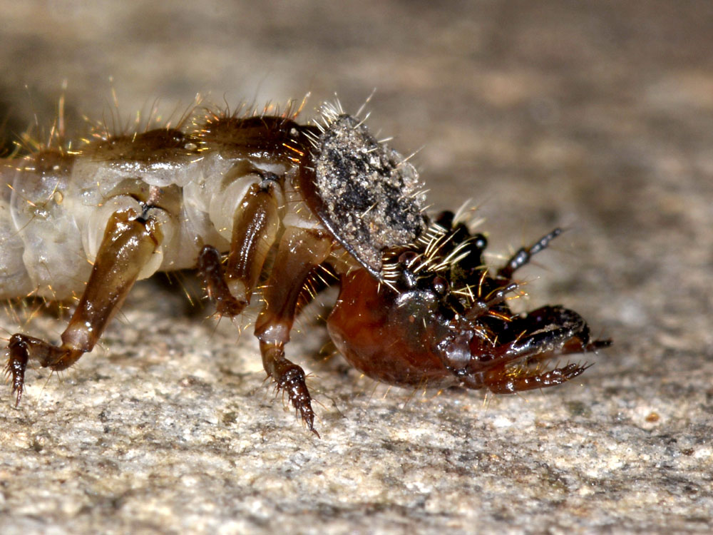 Larva con maschera: probabile Cicindela campestris